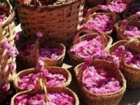 Αιθέριο Έλαιο Bulgarian Rose