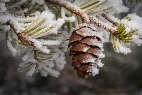 Frosted Pine